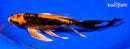 7.5" ARAGOKE BENI KIKOKURYU BUTTERFLY