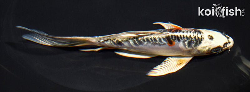 6.5" GINRIN BENI KIKOKURYU BUTTERFLY