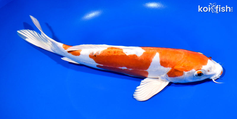 10.75" HEISEI NISHIKI