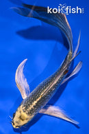 6.25" GINRIN KUJAKU BUTTERFLY