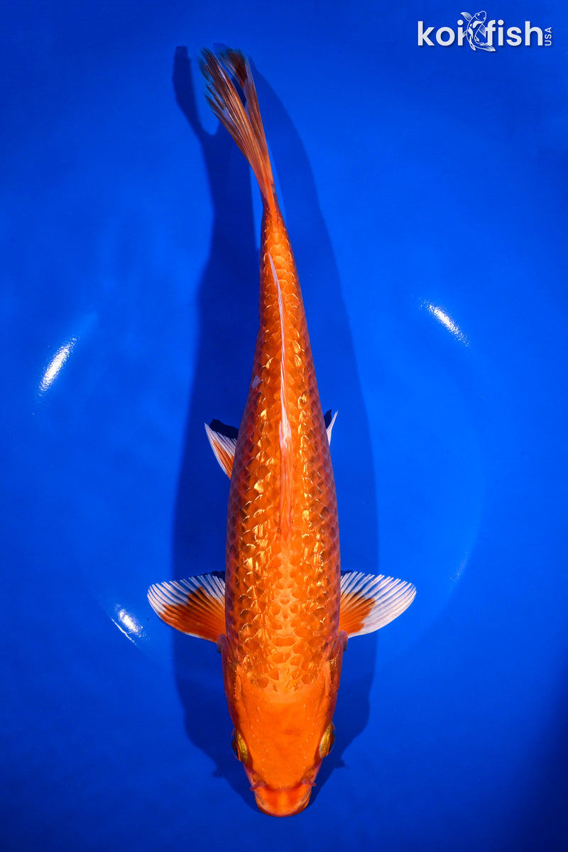 10.25" GINRIN ORENJI OGON