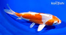 6.5" KIKUSUI