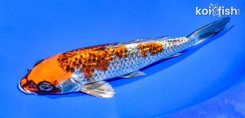 7.5" GINRIN BENI GINGA