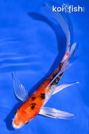 6.5" HEISEI NISHIKI BUTTERFLY