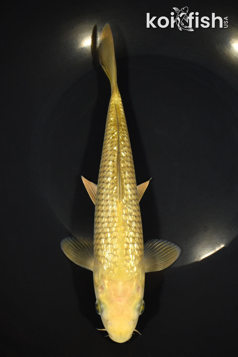 9.5" GINRIN CHAGOI