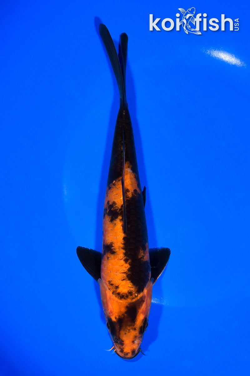 8" HI UTSURI