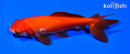 5.75" WAKIN GOLDFISH