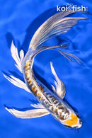 8.5" KIN KIKOKURYU BUTTERFLY