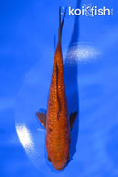 6.5" DOITSU CHAGOI