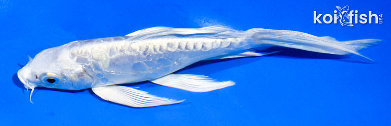 6" ARAGOKE PLATINUM OGON BUTTERFLY