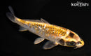 6.25" GINRIN KUJAKU