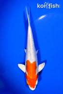 7.75" KIKUSUI