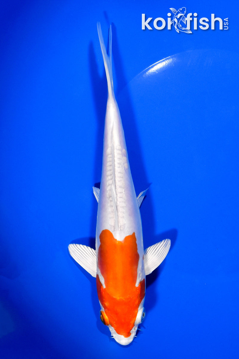 7.75" KIKUSUI