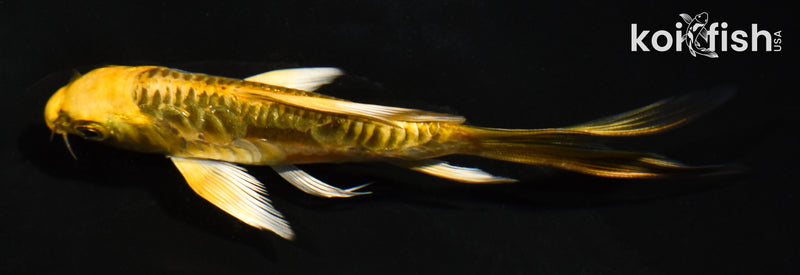 5" ARAGOKE KIN KIKOKURYU BUTTERFLY