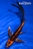 5.75" DOITSU ORENJI MATSUBA BUTTERFLY