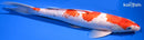 13.25" GINRIN SANKE