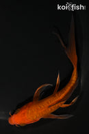 5.5" DOITSU CHAGOI BUTTERFLY