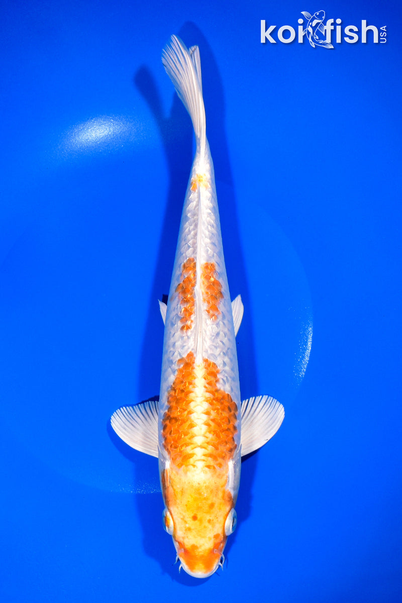 10.5" GINRIN HARIWAKE