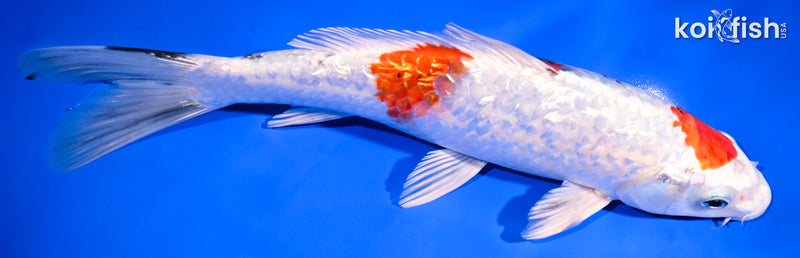 9.25" GINRIN YAMATO NISHIKI