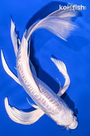 10.75" DOITSU PLATINUM OGON BUTTERFLY