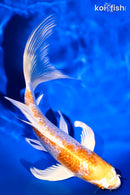 7.75" GINRIN HARIWAKE BUTTERFLY