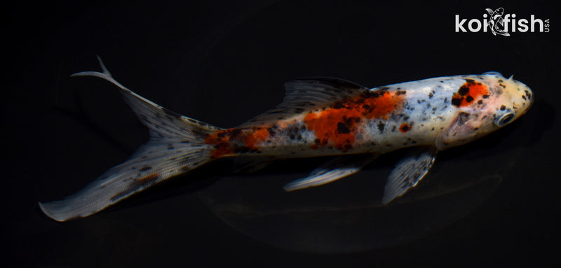 7.5" SHUBUNKIN GOLDFISH