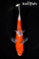 6.5" GOSHIKI