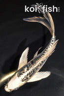 5.25" GINRIN ARAGOKE KIKOKURYU BUTTERFLY