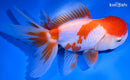 4.75" ORANDA GOLDFISH