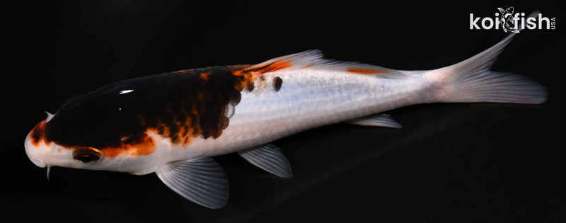 6.25" BUDO GOROMO
