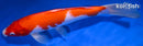 10.75" KOHAKU