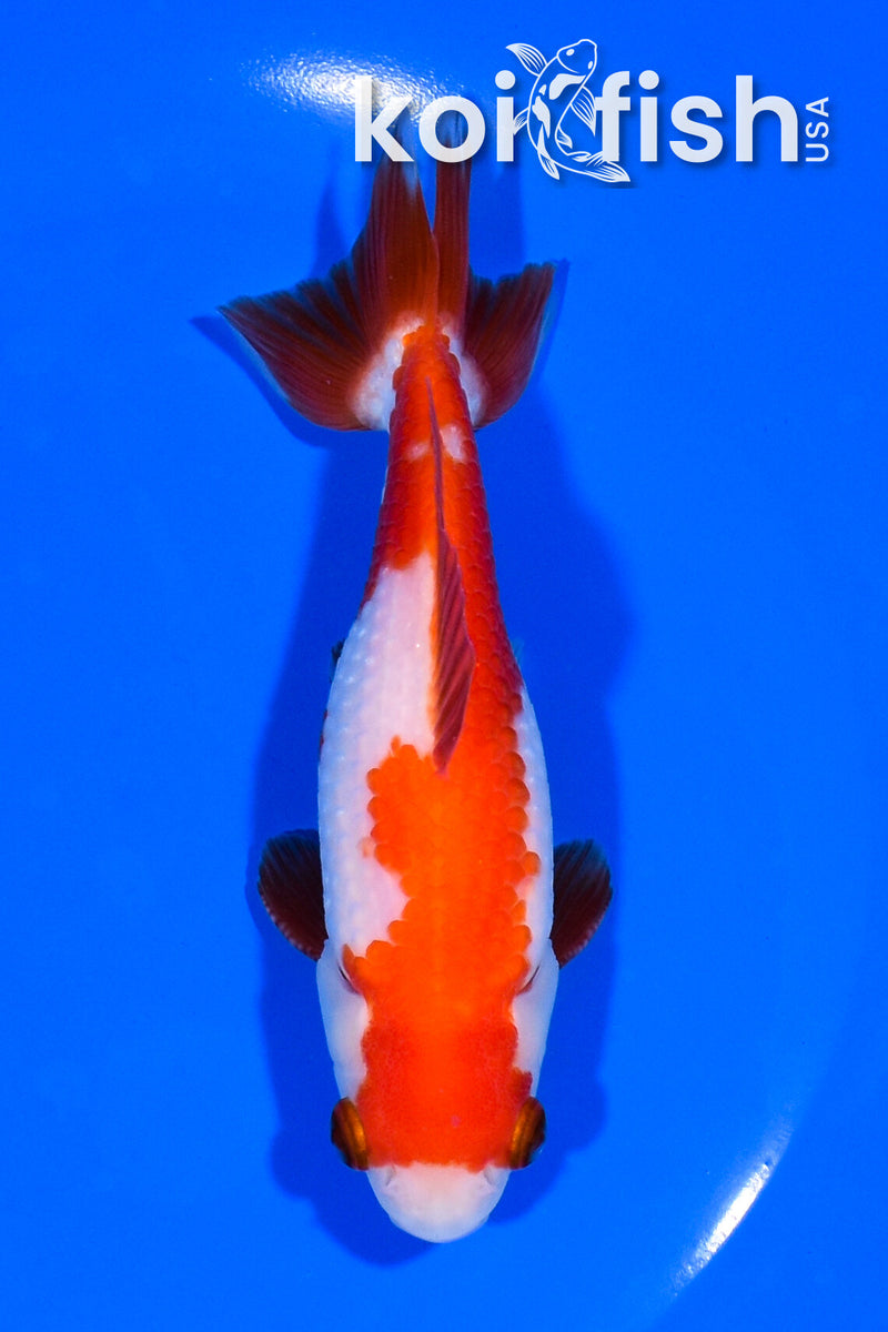 5" WAKIN GOLDFISH