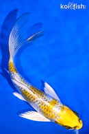 5.5" GINRIN KUJAKU BUTTERFLY