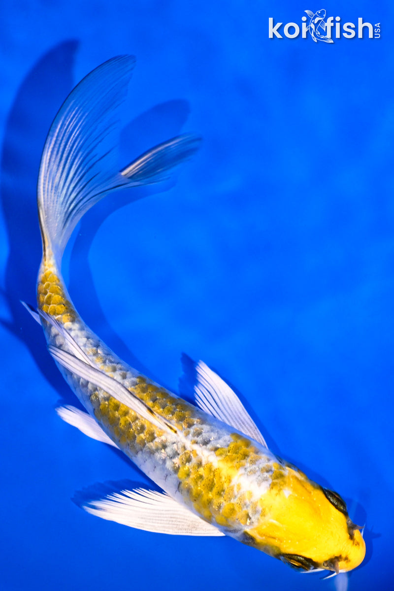 5.5" GINRIN KUJAKU BUTTERFLY