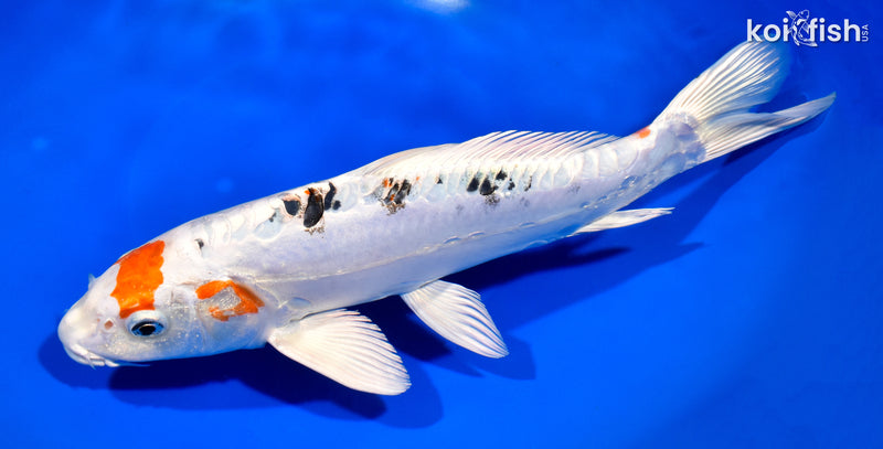 11.25" HEISEI NISHIKI