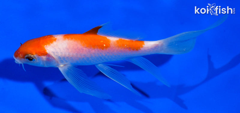 5" KOHAKU BUTTERFLY