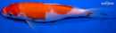 6.25" KOHAKU