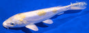 7.75" DOITSU LEMON HARIWAKE