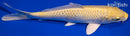 7.5" YAMABUKI OGON