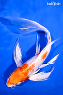 8" HARIWAKE BUTTERFLY