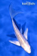 5" DOITSU LEMON HARIWAKE