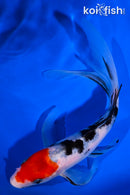 8.25" SANKE BUTTERFLY