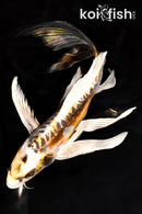 9.75" KIN KIKOKURYU BUTTERFLY