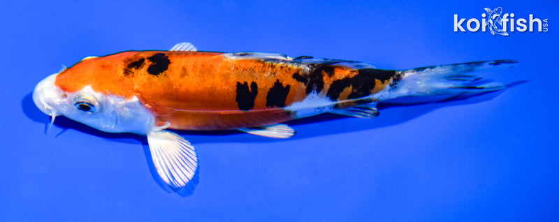 5.5" HEISEI NISHIKI