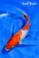 5.5" KOHAKU BUTTERFLY