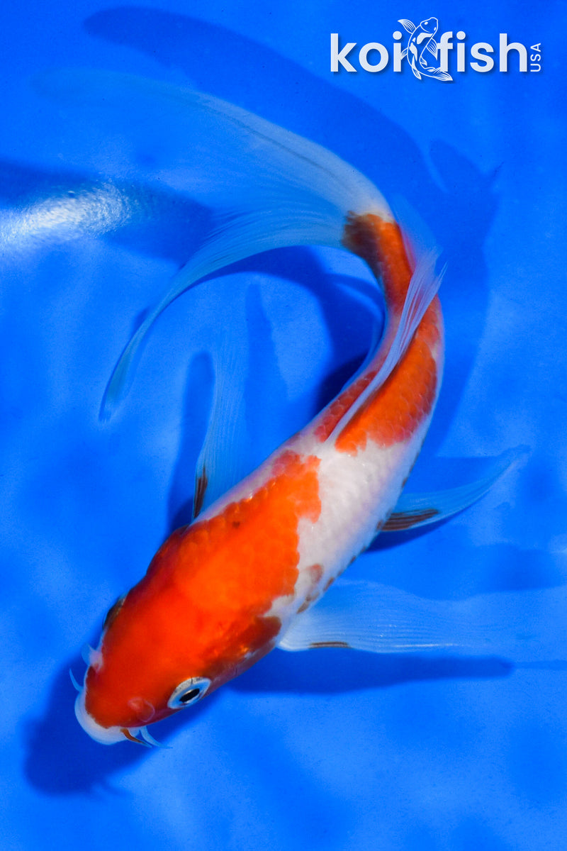 5.5" KOHAKU BUTTERFLY