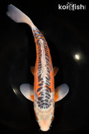 12.75" HI SHUSUI