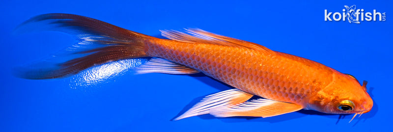 5.25" ORENJI OGON BUTTERFLY