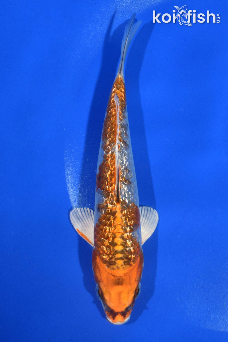 5" GINRIN KUJAKU