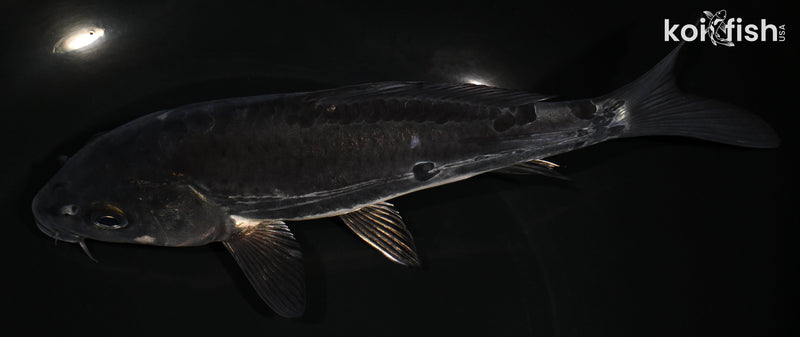 7.5" KIKOKURYU